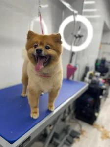 Pooch Pampering Professional Dog Grooming