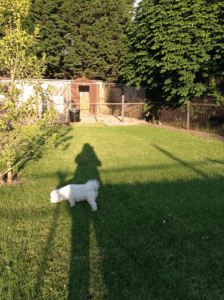 Hilton 5 Star Doggie Daycare