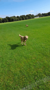 Pet Angel Sitters