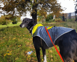 Polaris Dog Training